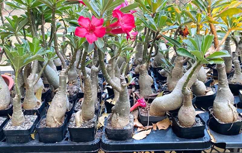 Adenium