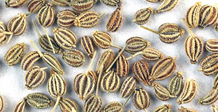 ajwain plant features