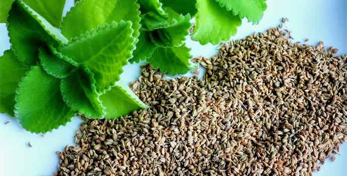 ajwain plant with seeds