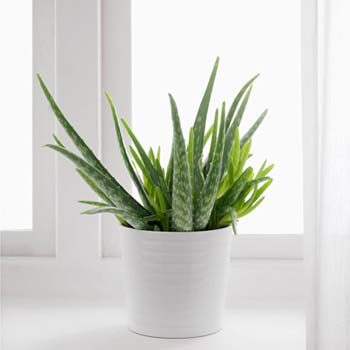 aloe-vera-indoor-plant