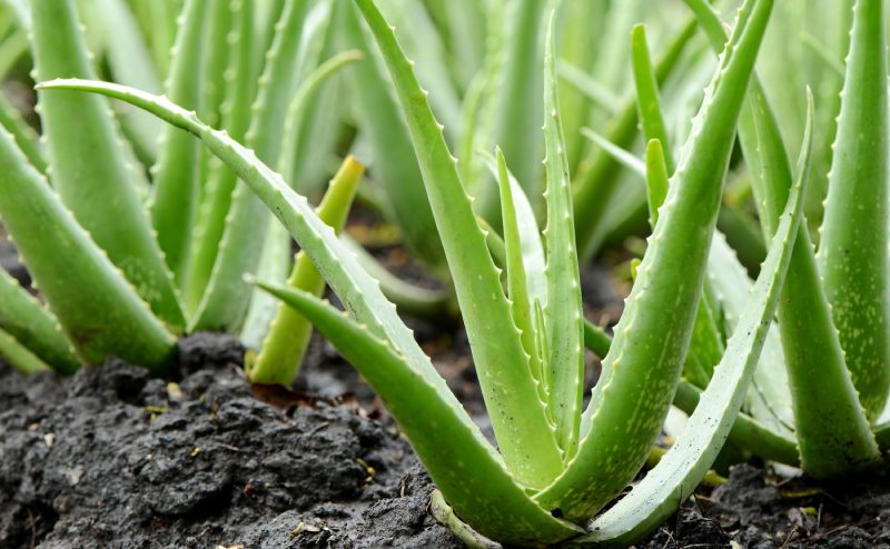 Aloe Vera