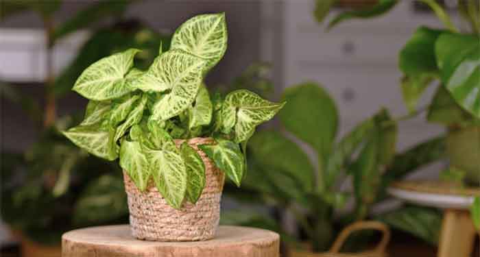 arrowhead plant benefits