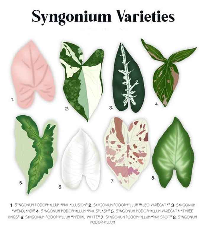 types of arrowhead plants