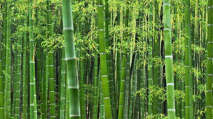 Bamboo wallpaper