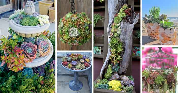 succulent garden ideas