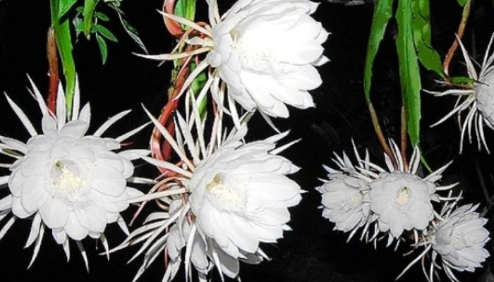 Brahma Kamal Plant