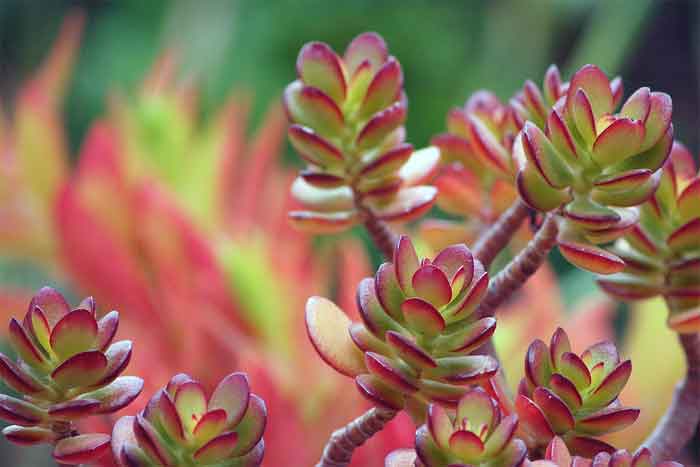 California Red Tip Jade Plant Benefits