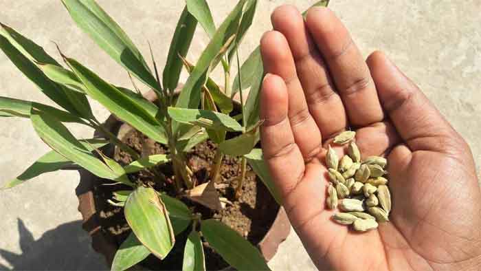 cardamom elaichi plant