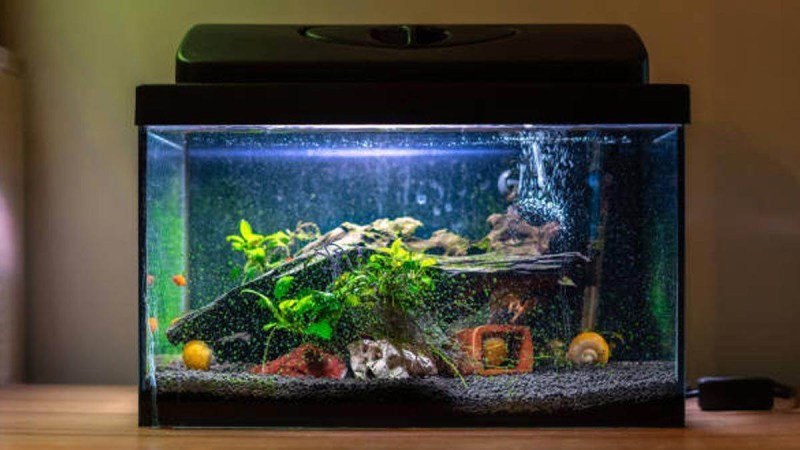 Caring for Your Vastu Fish Aquarium