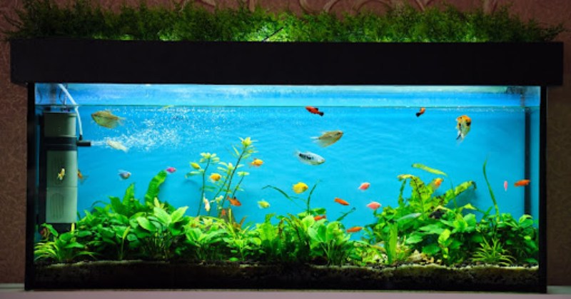 Choosing the Right Fish for Your Aquarium