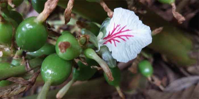 choti elaichi plant