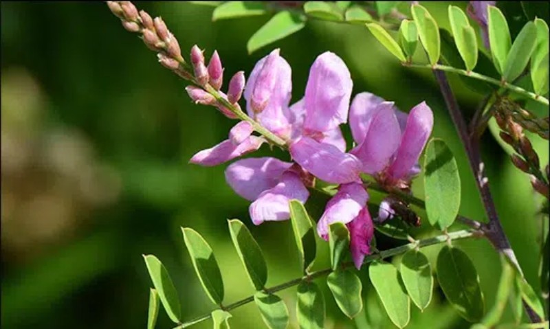 Classification of Indigo plant