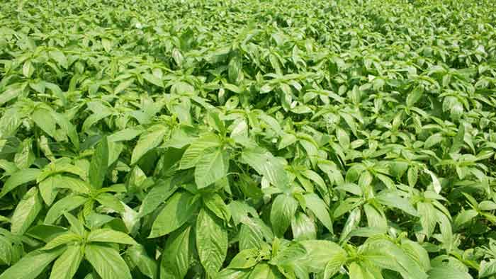 Corchorus Capsularis Jute Plant