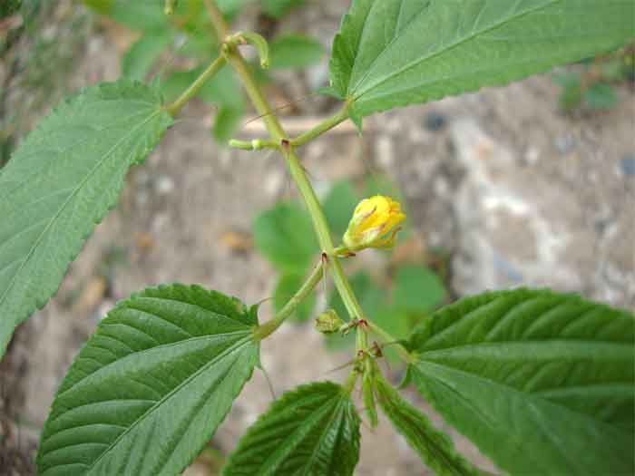 Corchorus Olitorius Jute Plant