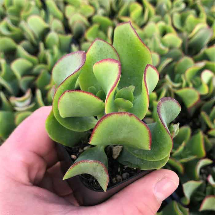 Crassula Arborescens Jade Plant