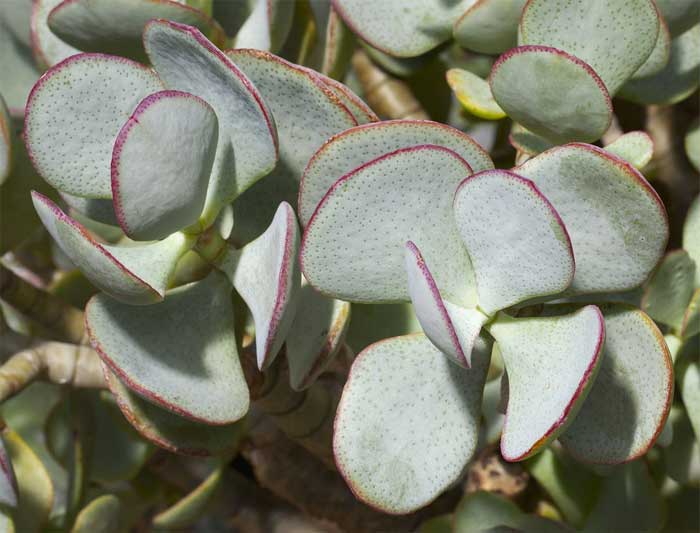 crassula arborescens plant