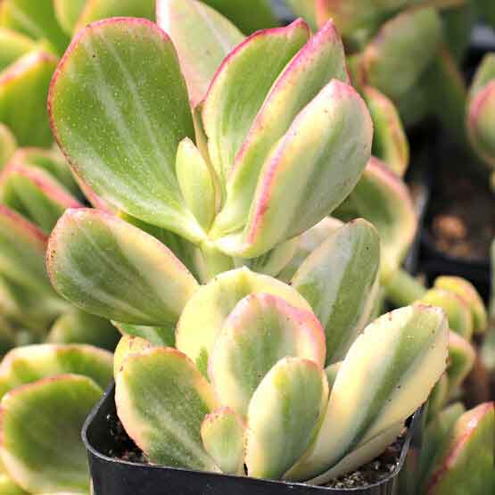 crassula ovata tricolor