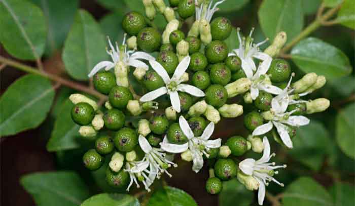 curry leaves seeds