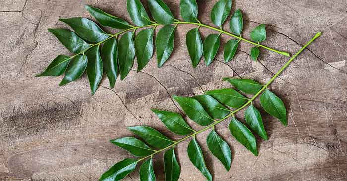 curry leaves