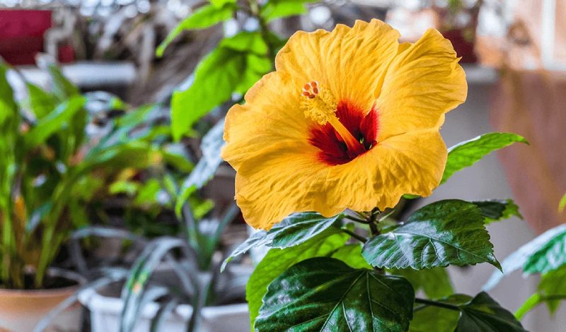 Hibiscus-Plants