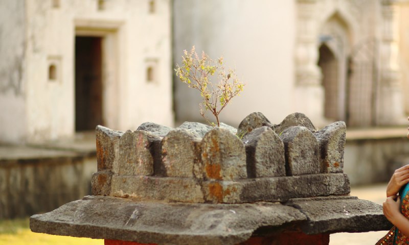 Importance Of Tulsi Plant In Front Of Your Home