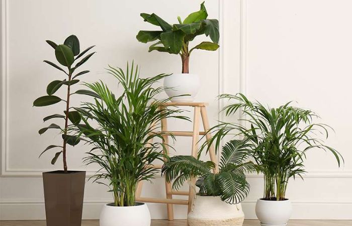 indoor plants