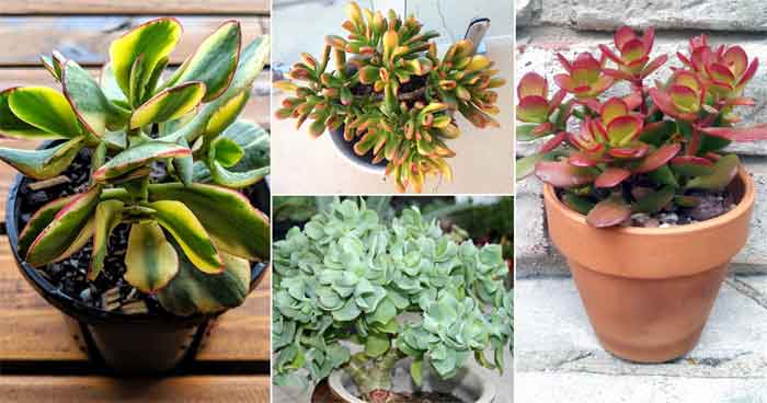 Jade Plant Types