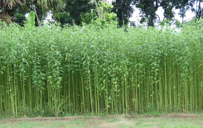 jute plant images