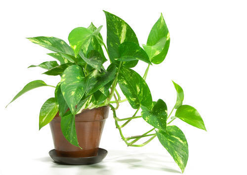 money plant benefits