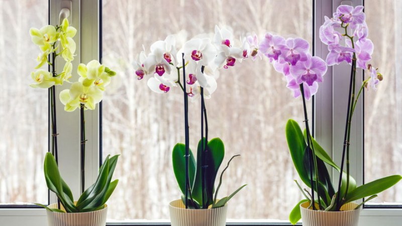 Orchids