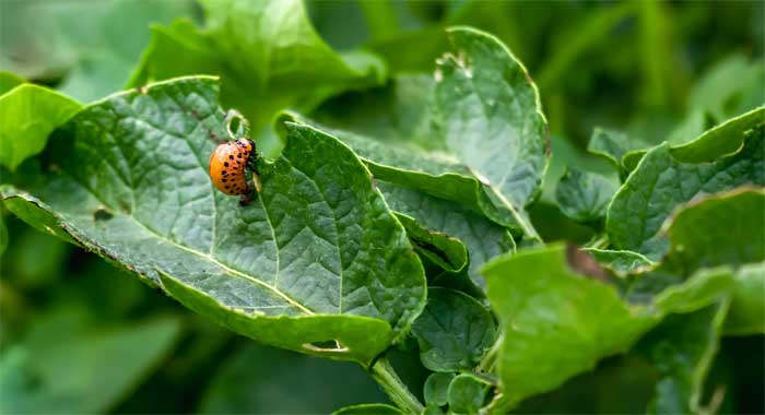 plants pest control