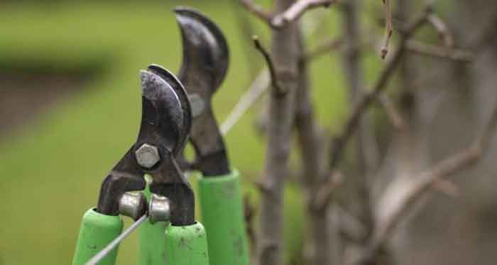 plants pruning