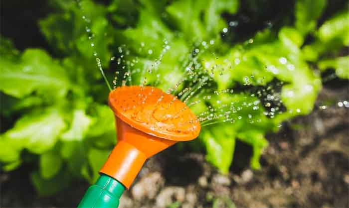 plant watering