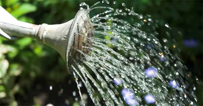 watering a plant