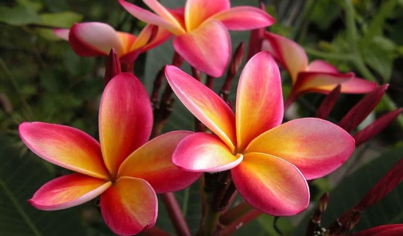 Plumeria