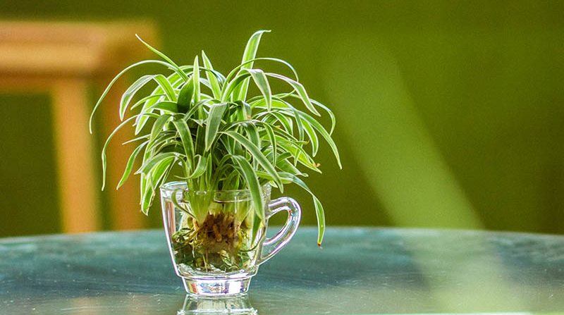 Propagate-spider-plants-with-water