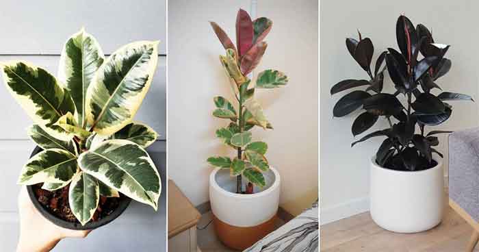 rubber plant benefits & varieties