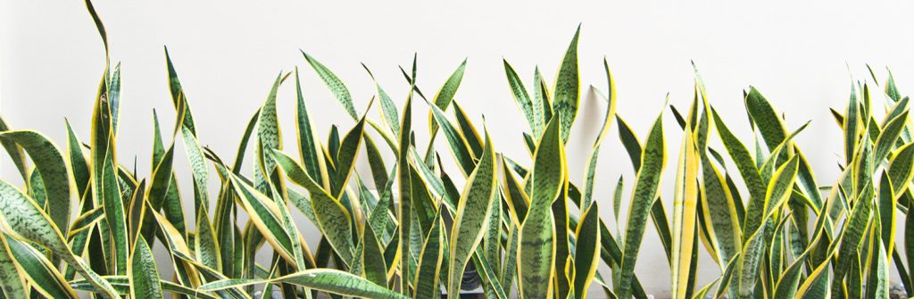 Benefits of Snake Plant and Its Care