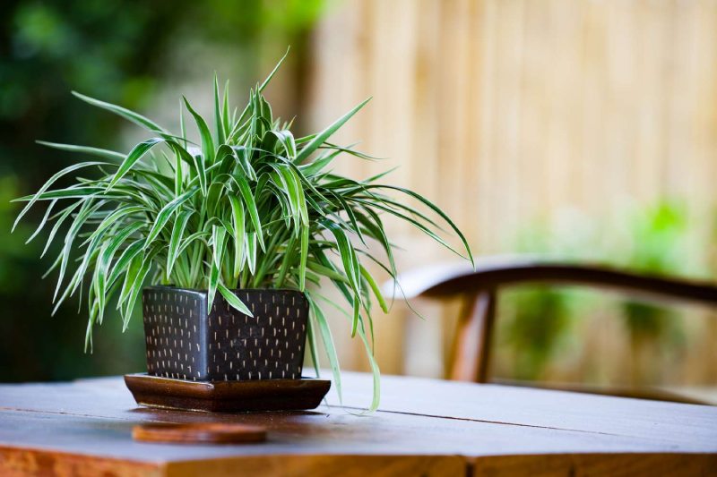 Some-amazing-benefits-of-spider-plants