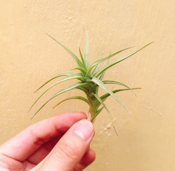 Tillandsia aeranthos bergeri