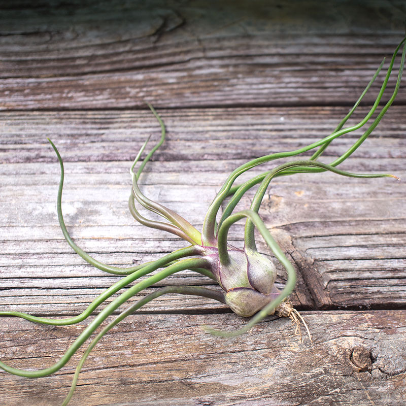 Tillandsia bulbosa air plant