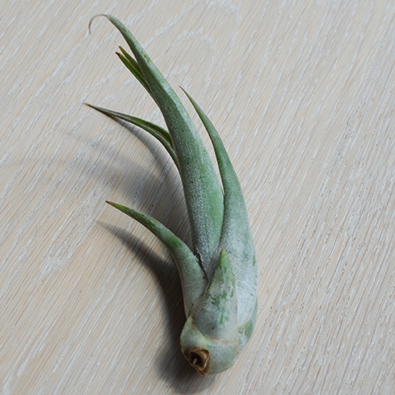 Tillandsia Circinate Air Plant