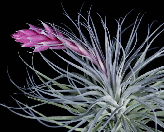 Tillandsia "Cotton Candy" Air Plant