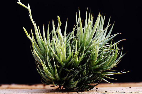 tillandsia loliacea air plant