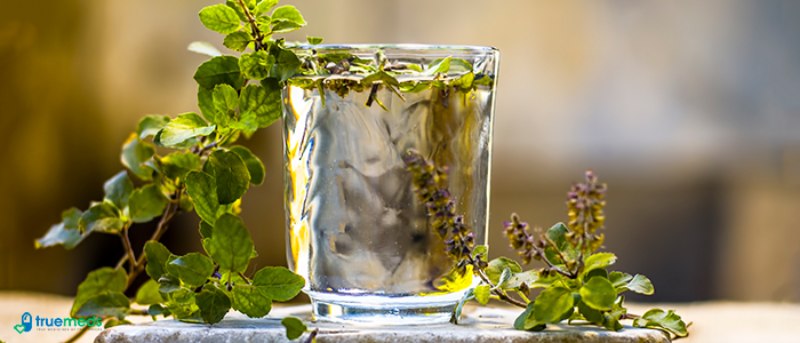 Tulsi Plant And Its Medicinal Properties