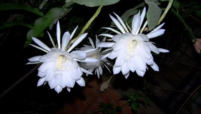 Uses of Brahma Kamal Plant in Vastu