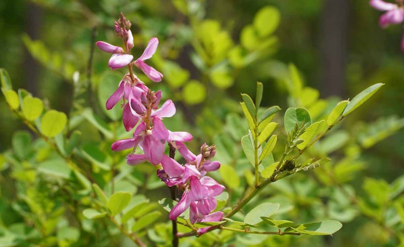 Uses of Indigo plant