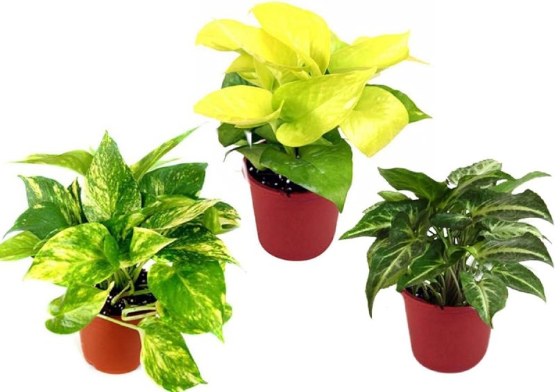 Varieties of the Golden Money Plant include