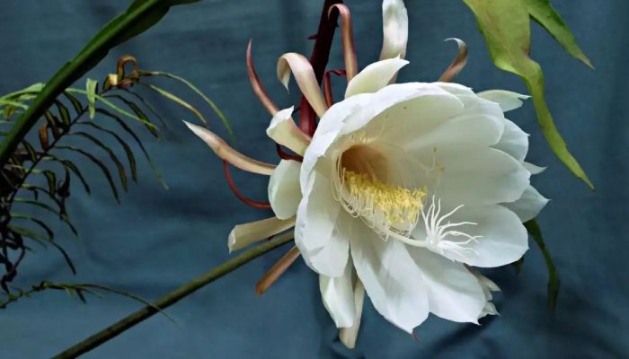 Vastu Shastra and the Brahma Kamal Plant