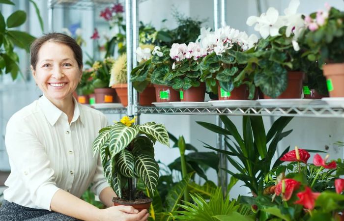 zebra plant care